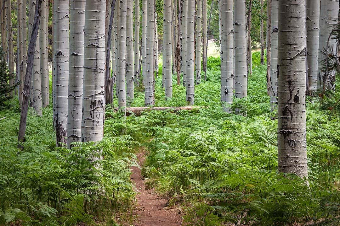 Aspen-Nature-Loop-Flagstaff-Hikes