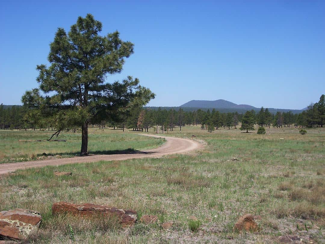 Buffalo-Park-Flagstaff