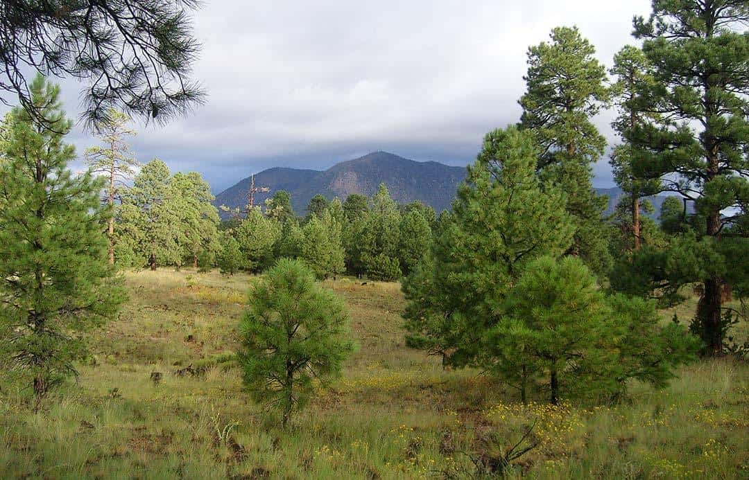 Campbell-Mesa-Trail-Arizona