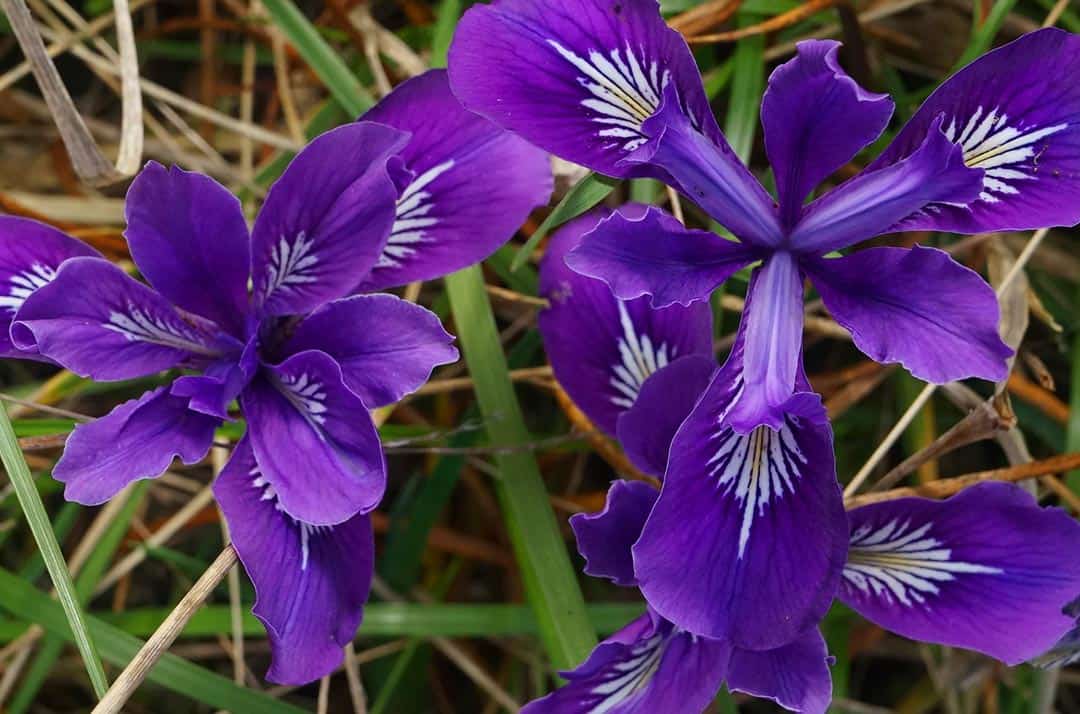 wild iris ridge wildflowers