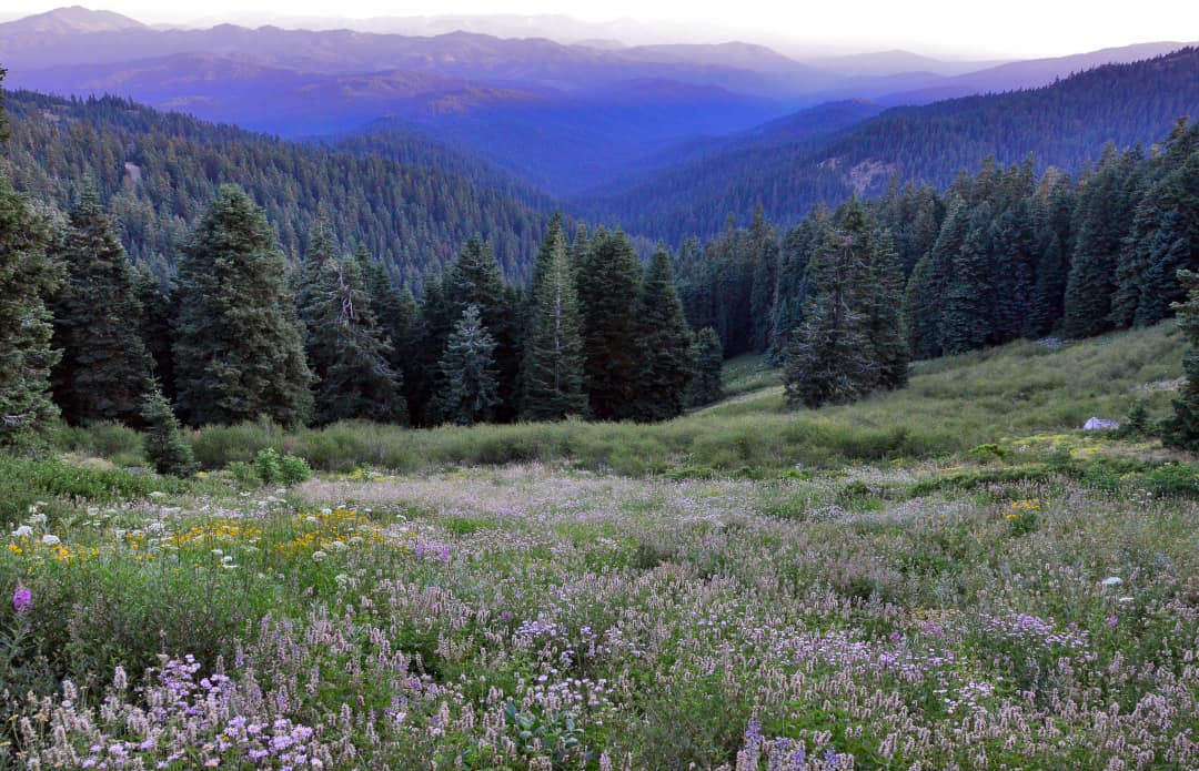 mt ashland wildflowers