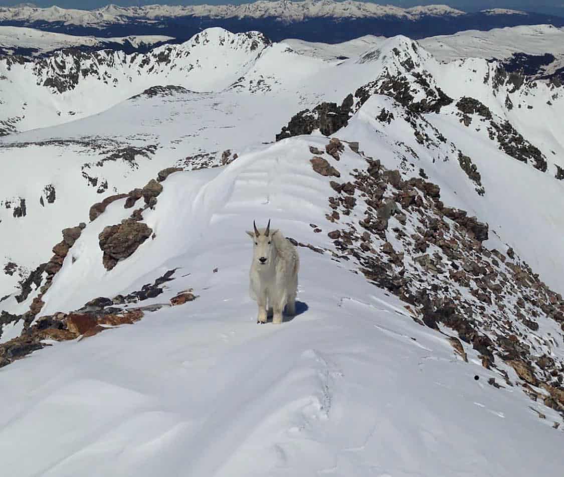 quandary peak goat