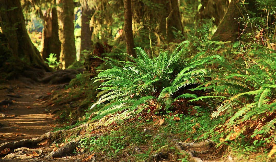 hoh river trail