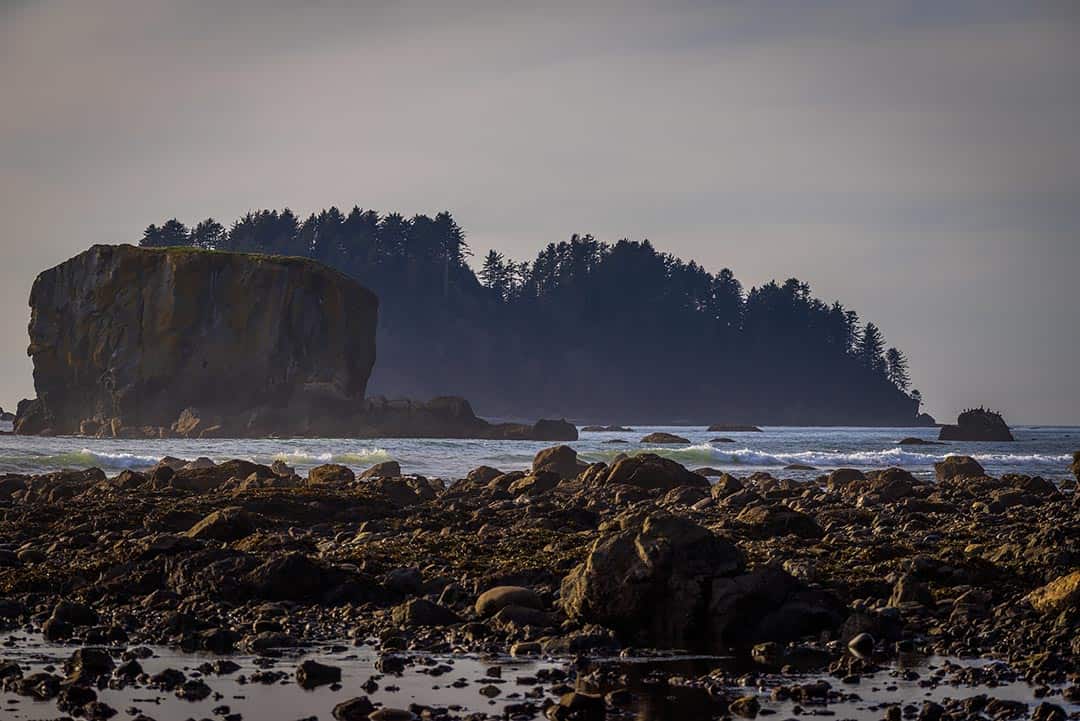 ozette triangle