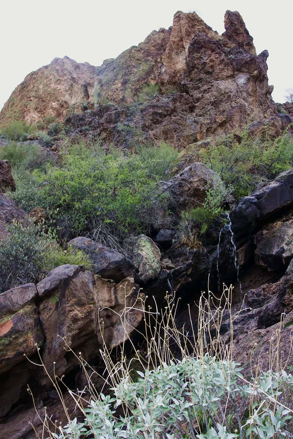 boulder canyon vegetation