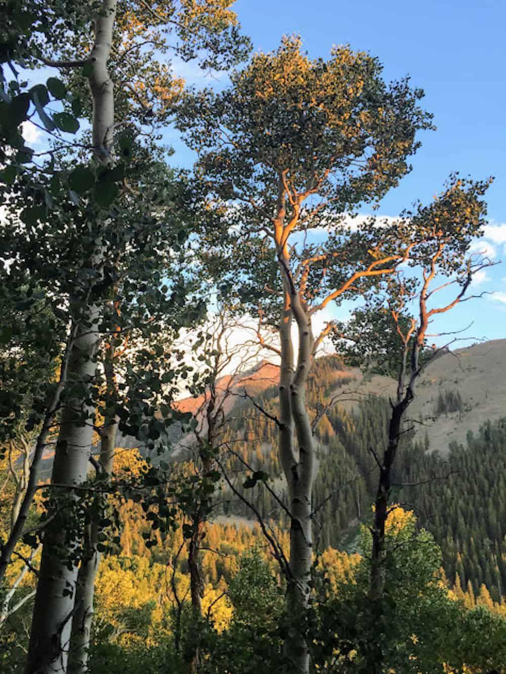 La Sal National Forest