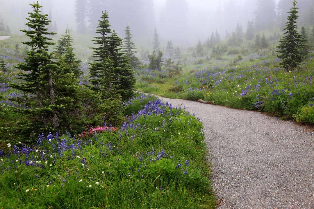 skyline trail rainier