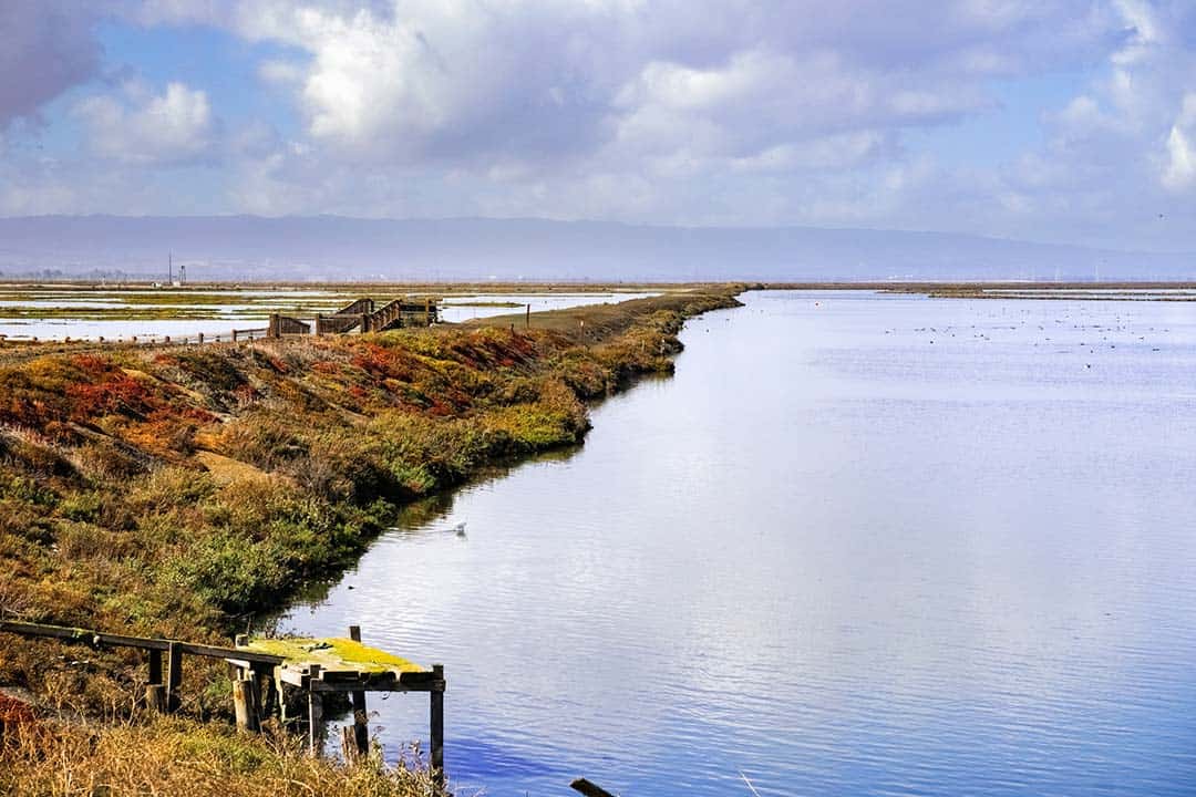 Alviso Slough