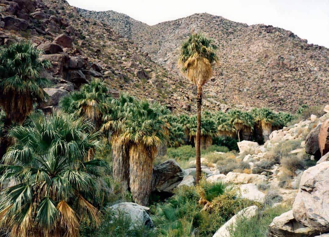 borrego palm canyon