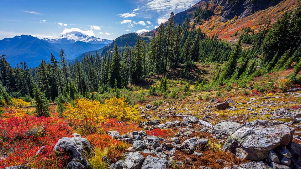 Yellow Aster Butte