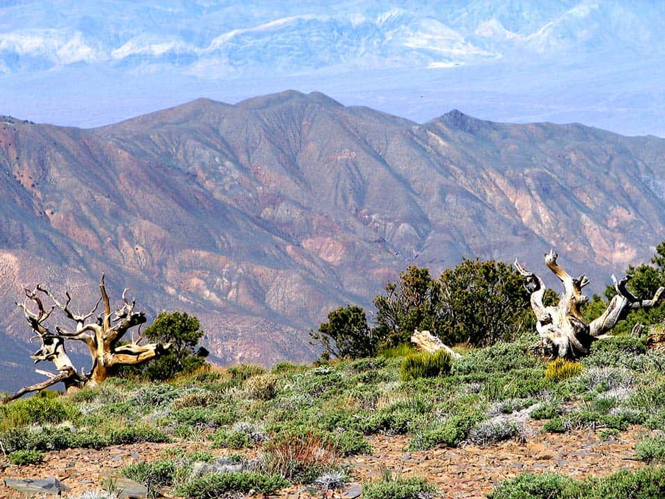 wildrose peak death valley