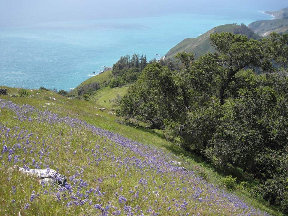 Vicente Flat Big Sur