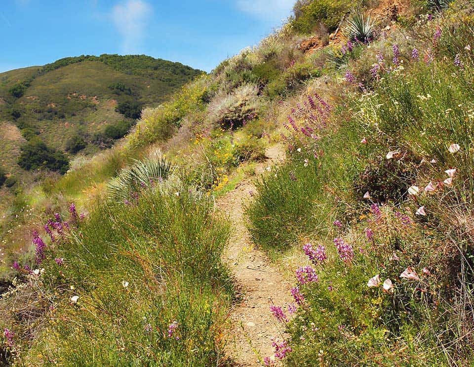 salmon creek trail big sur