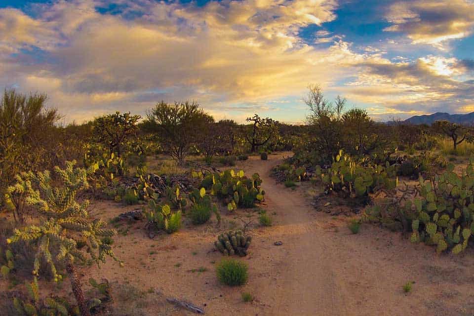 honey bee canyon tucson