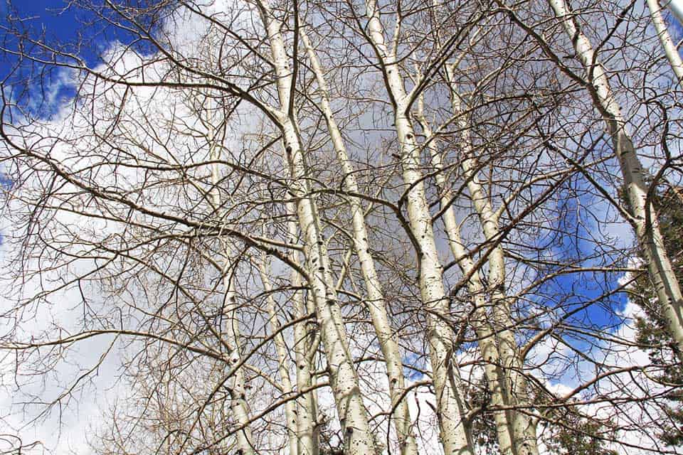 aspen trees mount lemmon