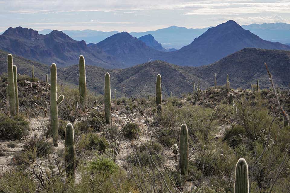 wasson peak trail tucson