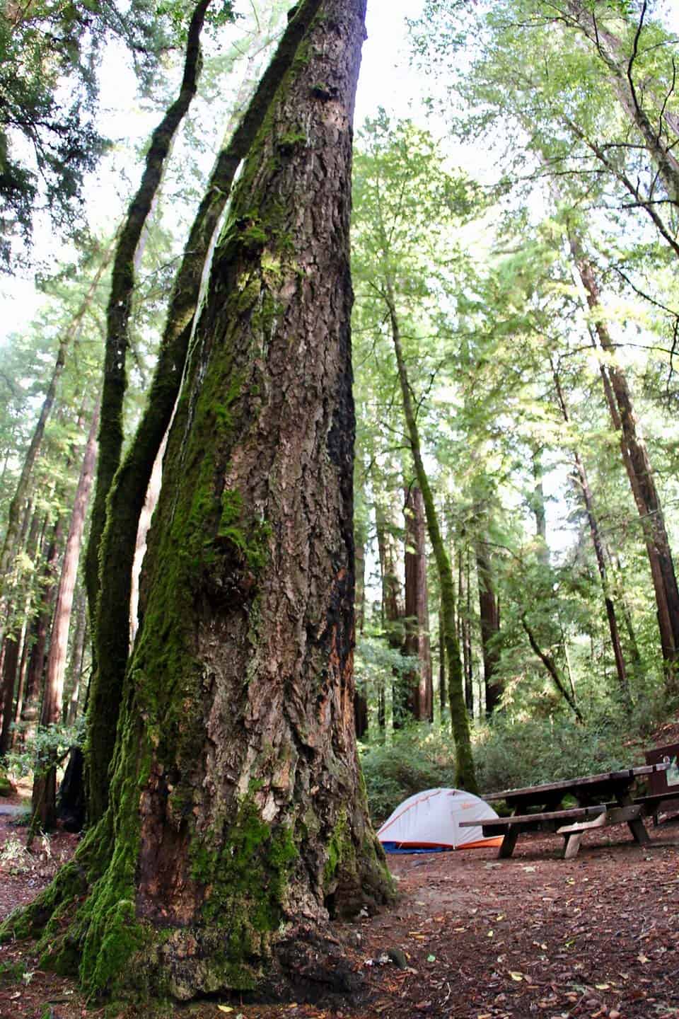 Huckleberry Campground Big Redwoods