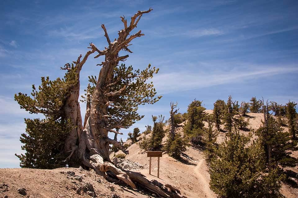 Mt. Baden Powell