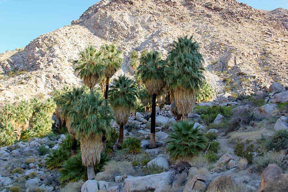 fortynine palms oasis trail