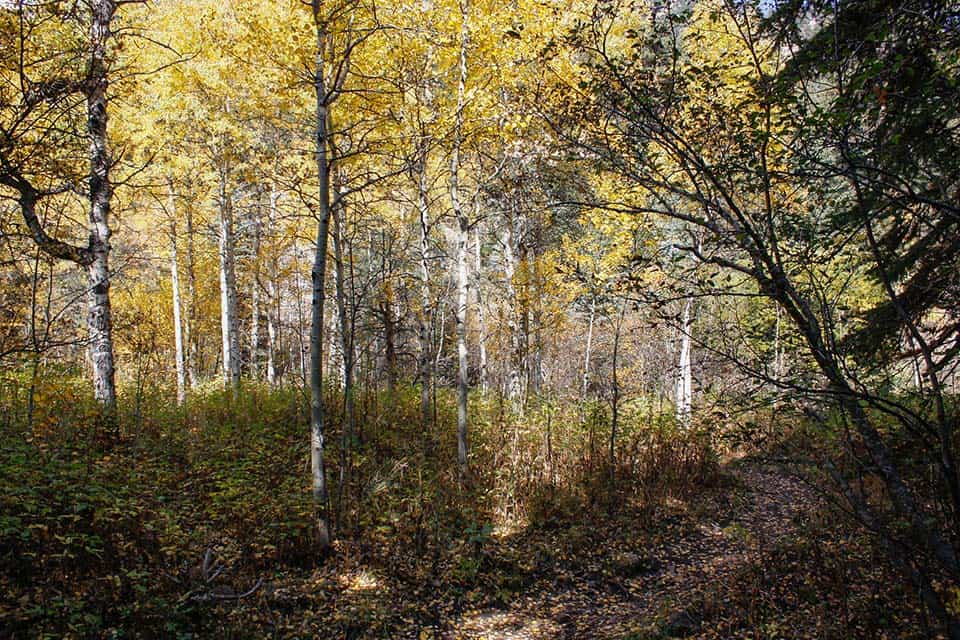 lion gulch trail