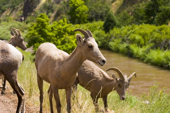 waterton canyon trail bighorn sheep