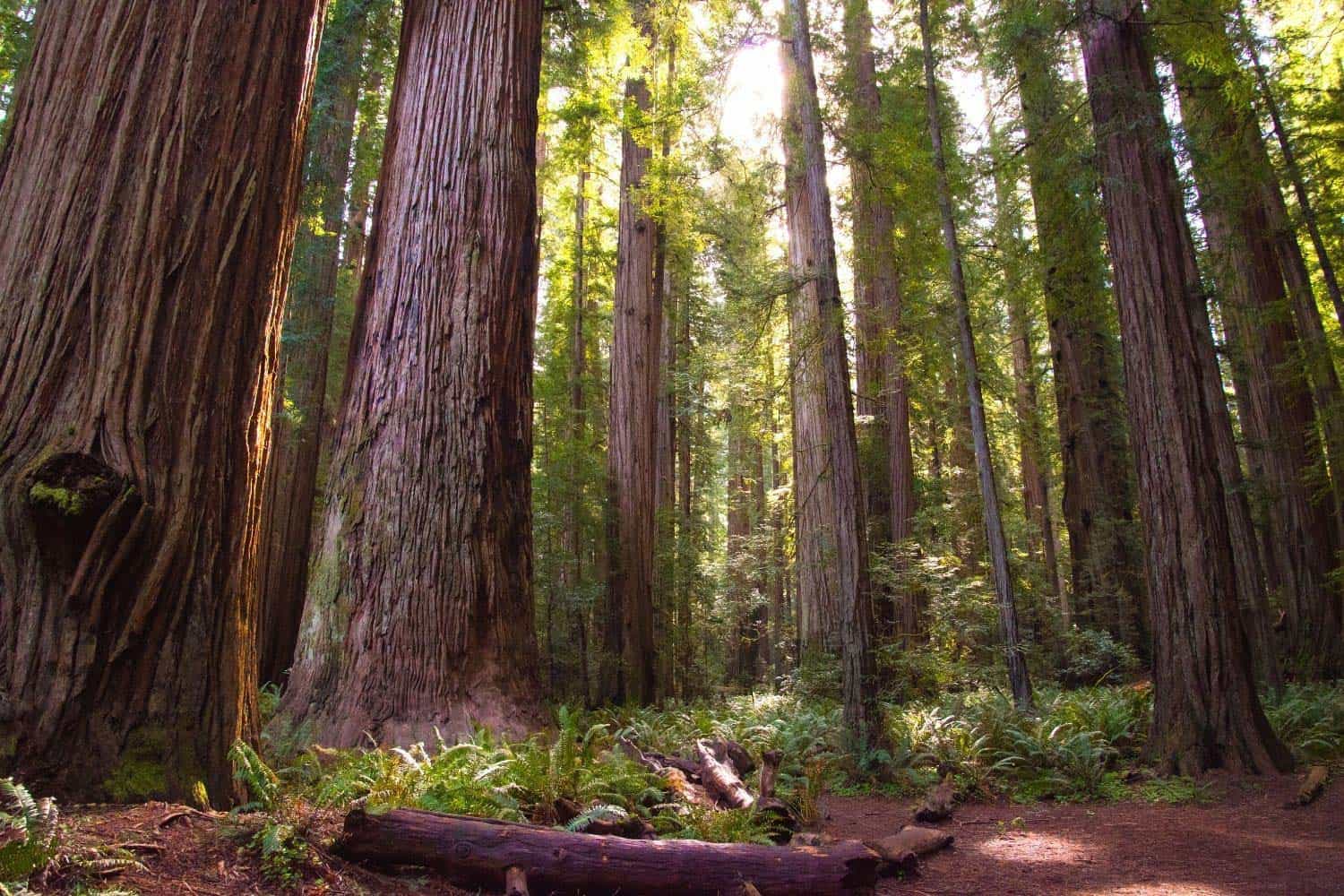 14 Best Hikes in Northern California | Territory Supply