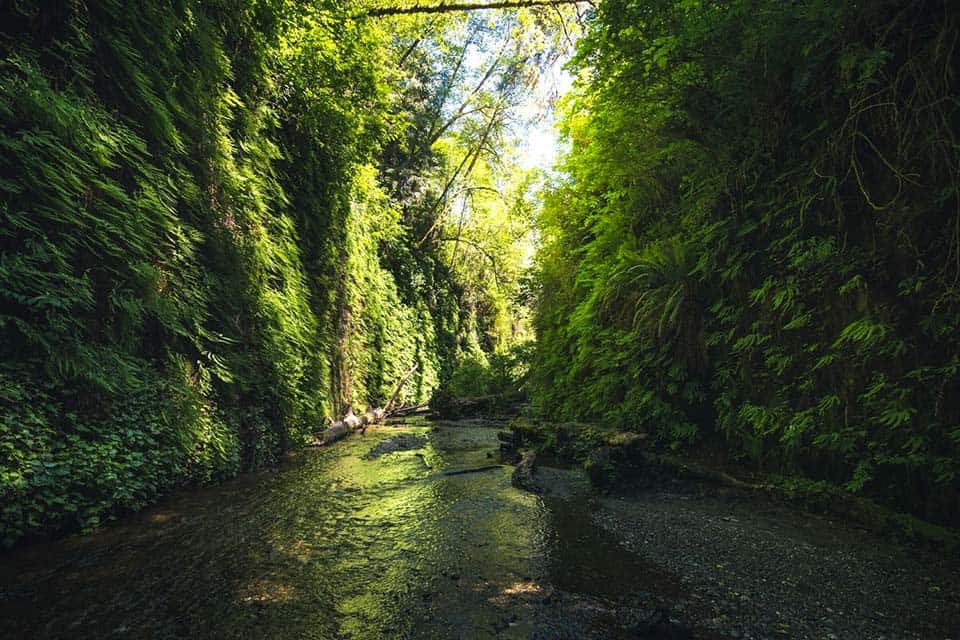 fern canyon hikes california