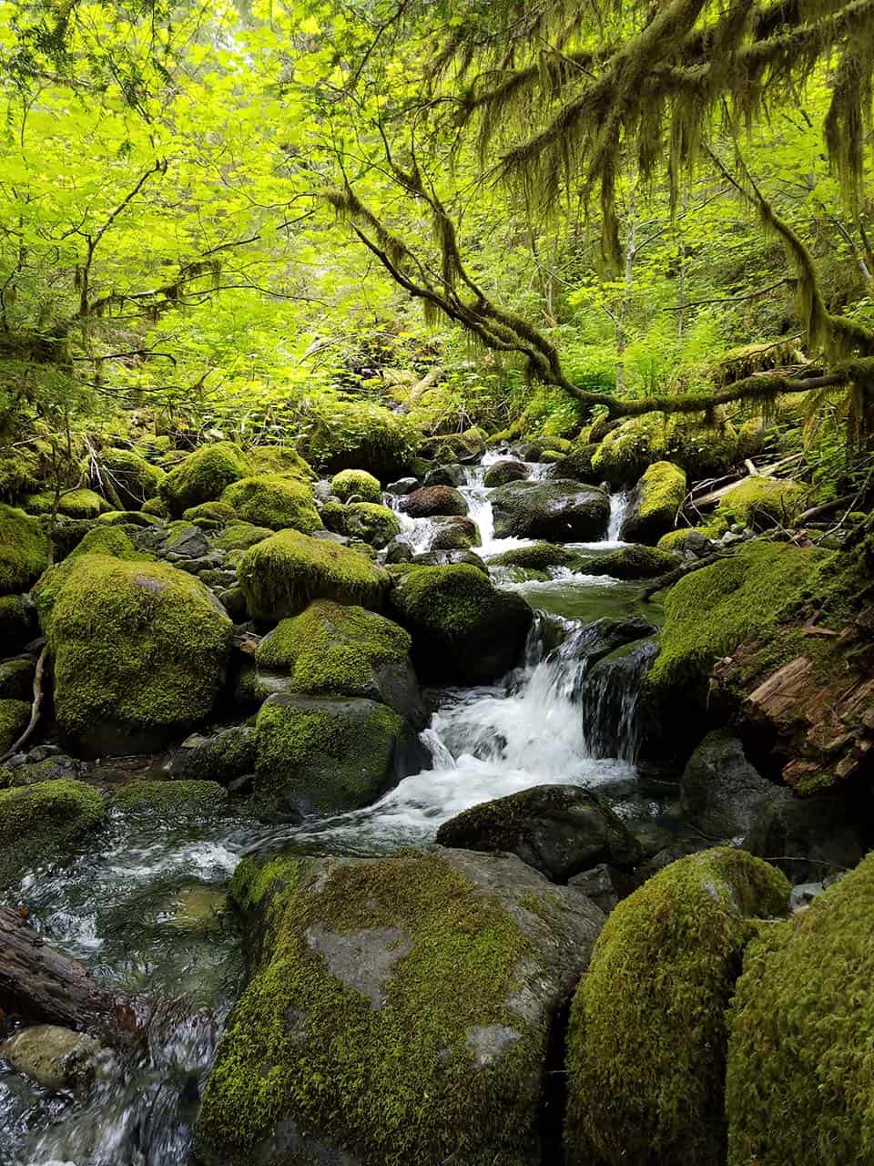 hiking opal creek oregon