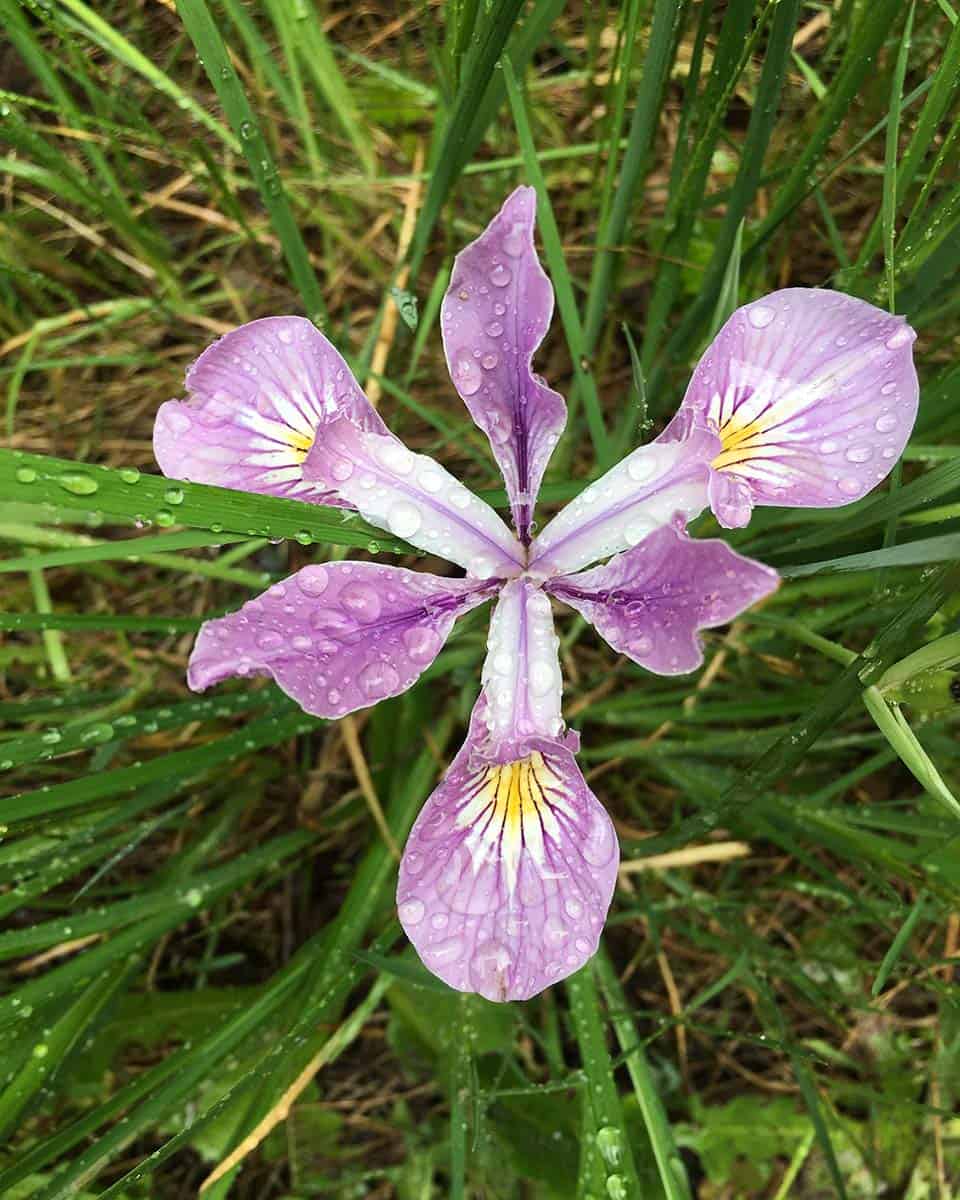 oregon iris opal creek