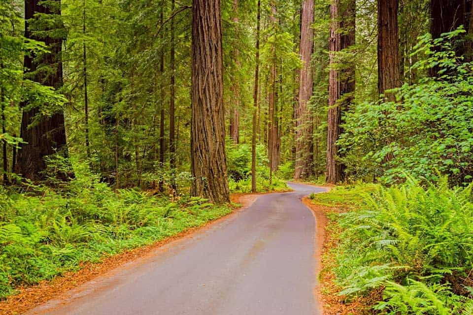 Jedediah Smith Redwoods State Park