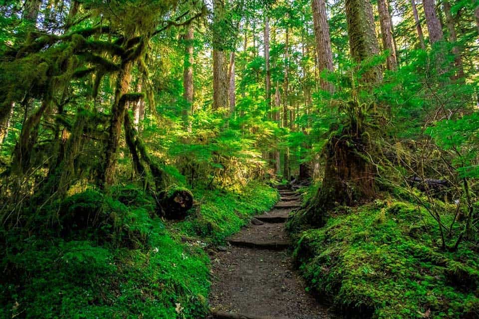 olympic national park wa