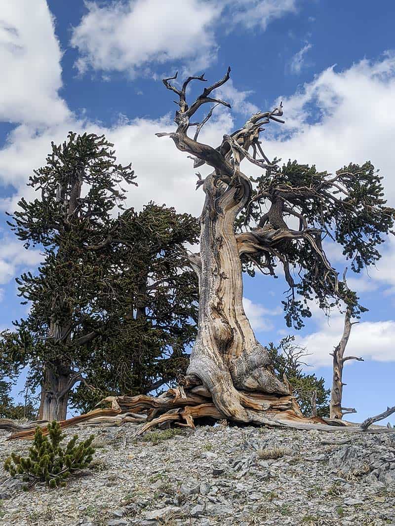 bristlecone trail las vegas