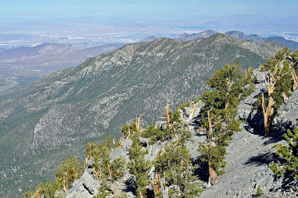 charleston peak south trail