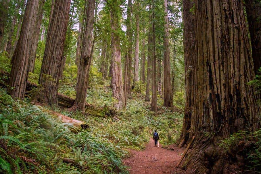 Damnation Creek Trail