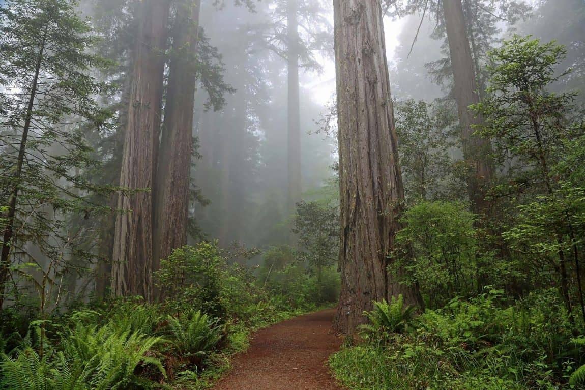 The 10 Best Hikes In Redwood National Park California the-10-best-hikes-in-redwood-national-park-california