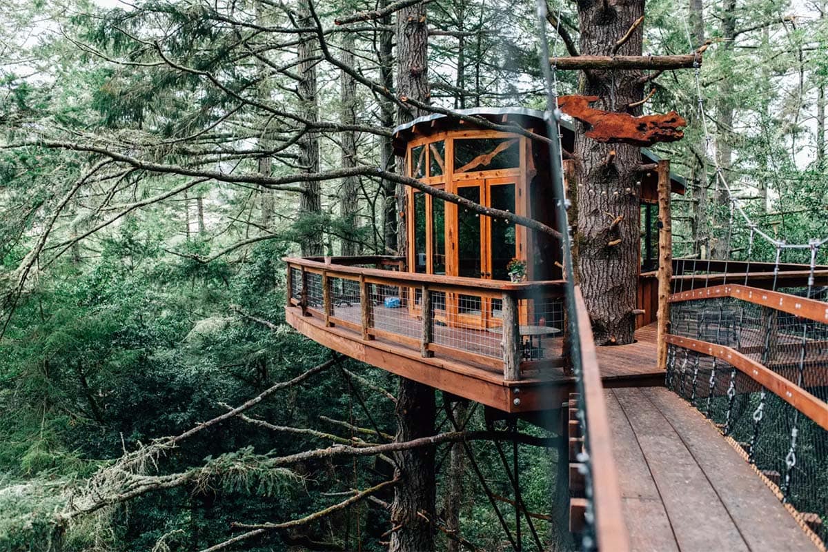 california tree house forest
