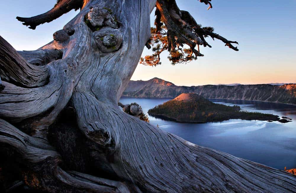 crater lake ancient tree