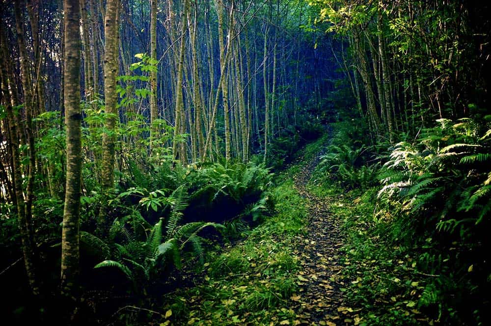 redwood creek trail