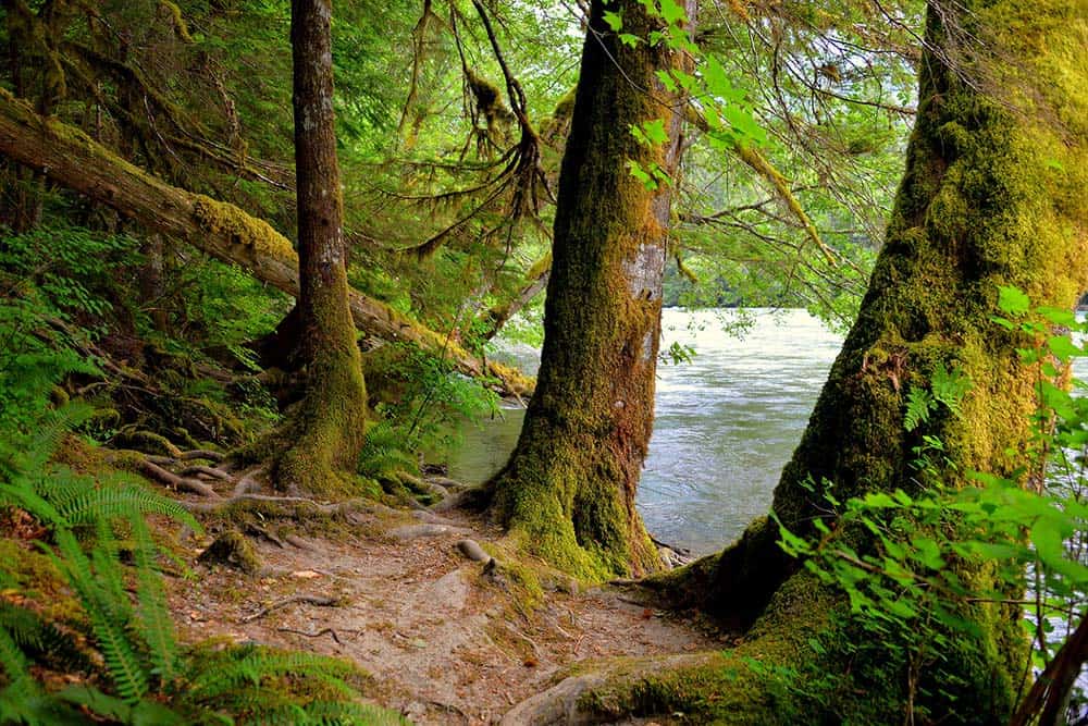 trail of the cedars north cascades