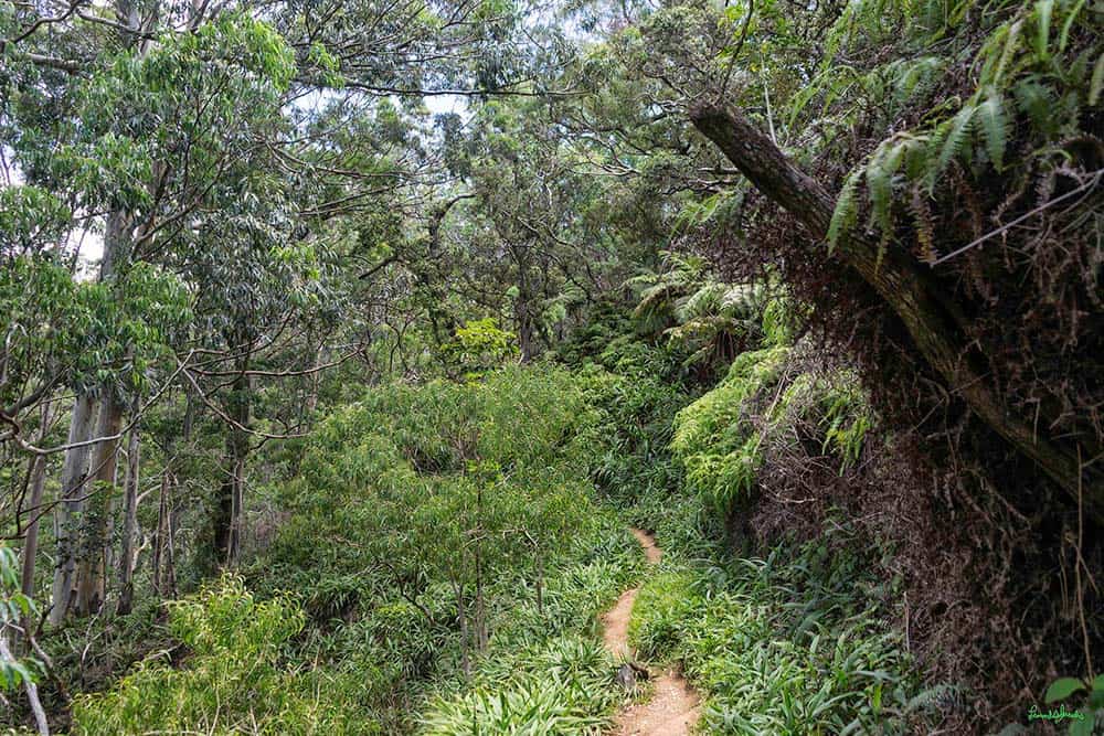 Aiea Loop Trail Oahu