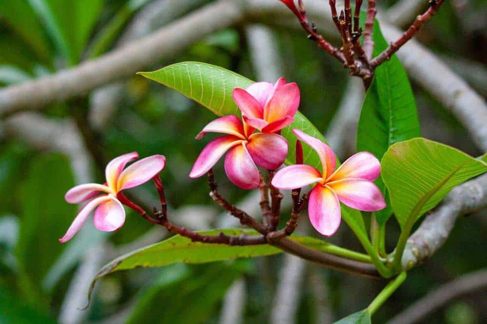 Koko Crater Botanical Garden