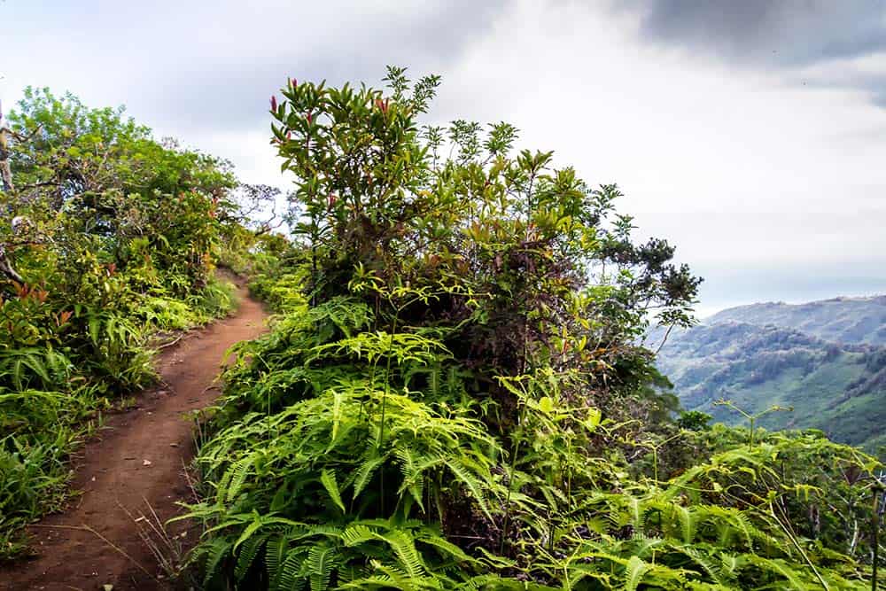 Kuli’ou’ou Ridge Trail