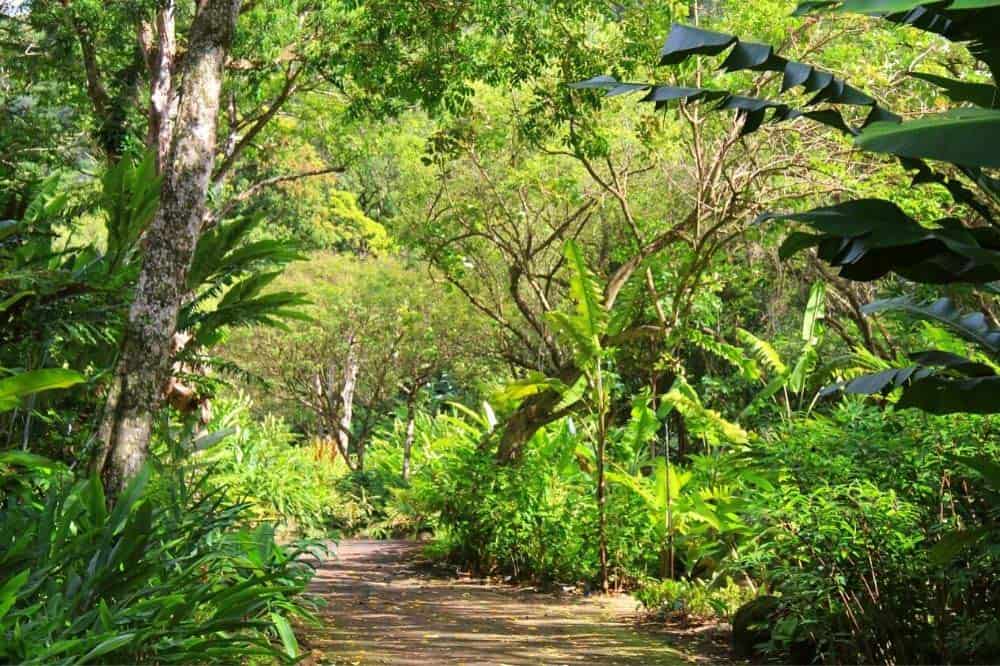 Waimea Valley Trail