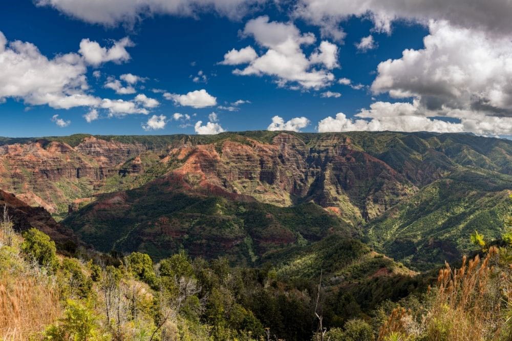 Iliau Nature Loop Kauai