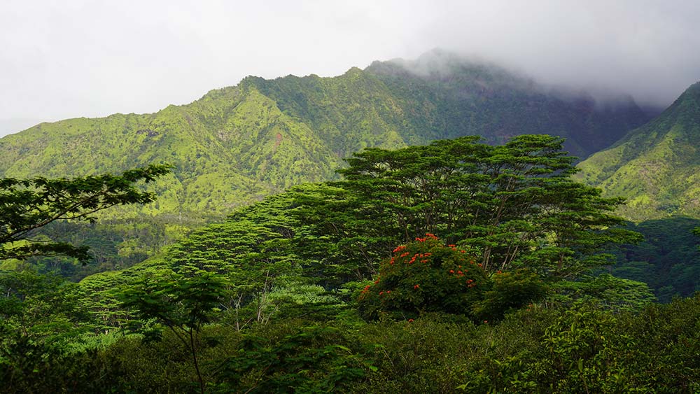 Kuilau Ridge Trail