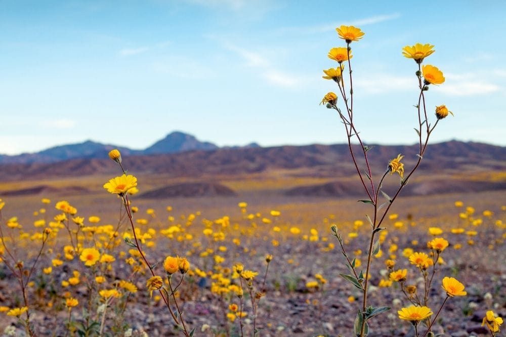 death valley spring wildflowers