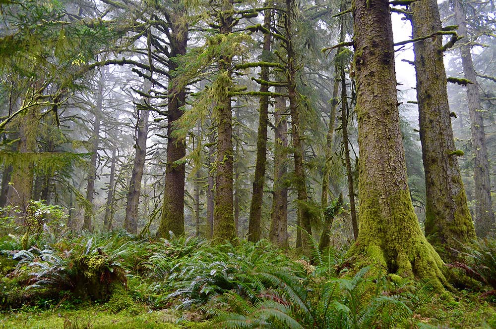 things to do lincoln city cascade head