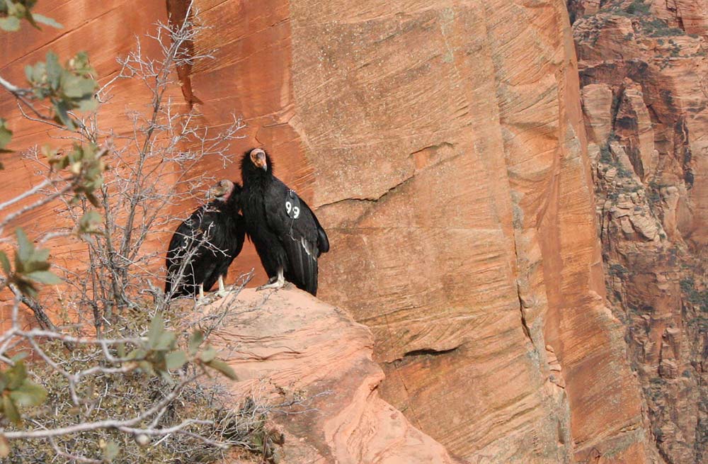 california condors zion