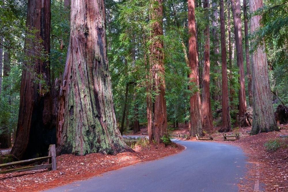 big basin redwoods daytrip