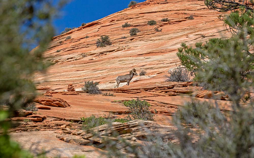 checkerboard mesa bighorn sheep